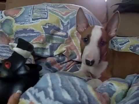 Youtube: Cute Bullterrier Bulli Welpe Puppy // Funny Dog // Part 1
