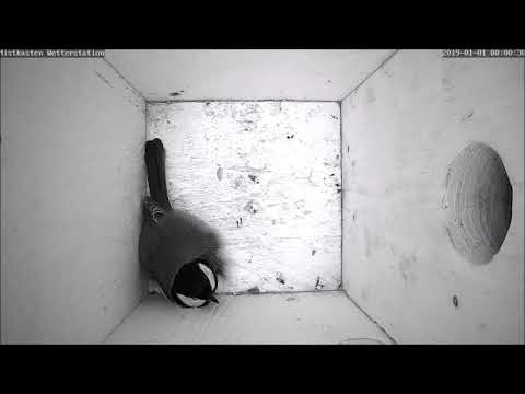 Youtube: Silvester 2019: Angst und Schrecken im Nistkasten!