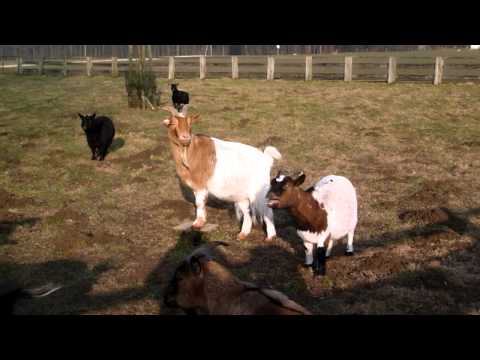 Youtube: Goats impatient