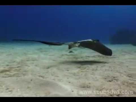 Youtube: Scuba in Cayo Largo, Cuba, 2006