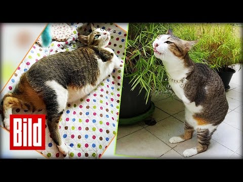 Youtube: Kater mit zwei Beinen hopst wie Känguru durch die Welt