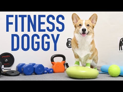 Youtube: GYM TIME! - Topi the Corgi