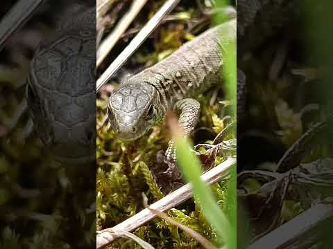 Youtube: Zauneidechsen Baby  #nature #tiere #wildlife #shorts #eidechse #reptilien #lacerta #zauneidechse