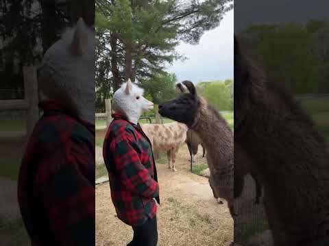 Youtube: Cute Llama Reacts To Woman Wearing Llama Mask
