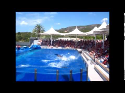 Youtube: Delfinarium w Palma De Mallorca / Dolphins in Marineland
