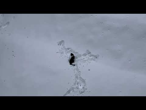 Youtube: Alleine im Schnee 13.01.2021