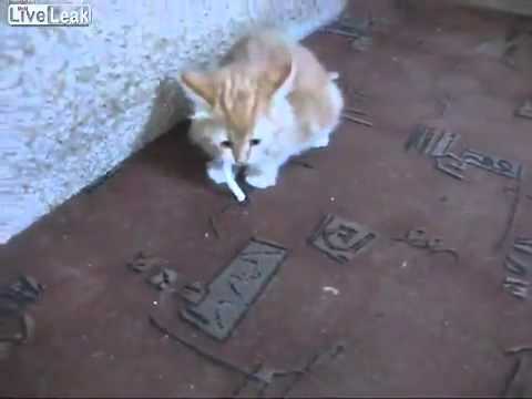Youtube: Katze mit Zigarette/ Cat with cigarette
