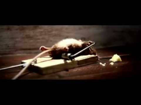 Youtube: Mouse Trap Survivor Cheese Commercial