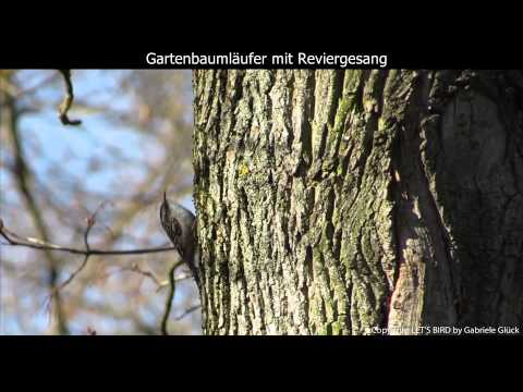Youtube: Gartenbaumläufer mit Gesang - Short-toed treecreeper singing (1080p HD)