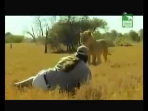 Youtube: MAN VS LION ( UN HOMME FAIT PEUR AU LION)