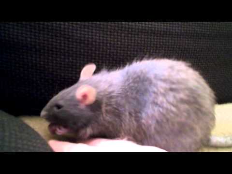 Youtube: My pet Rat Zara eating nom nomnom Ratte füttern