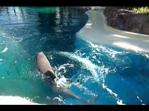 Youtube: Dolphins raking each other for dominance.avi