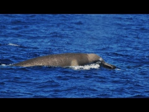 Youtube: Erstmals gefilmt: Shepherd-Wale