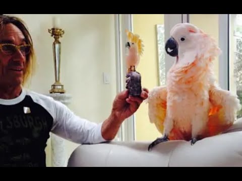 Youtube: Iggy Pop bird Biggie doing a dance