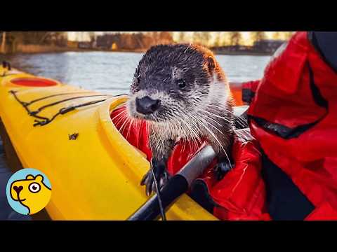 Youtube: Wild Otter Jumps Into Man's Boat Every Time She Sees Him