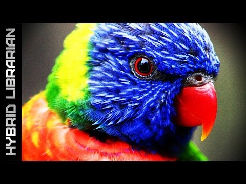 Youtube: World's 15 Most Intelligent Animals