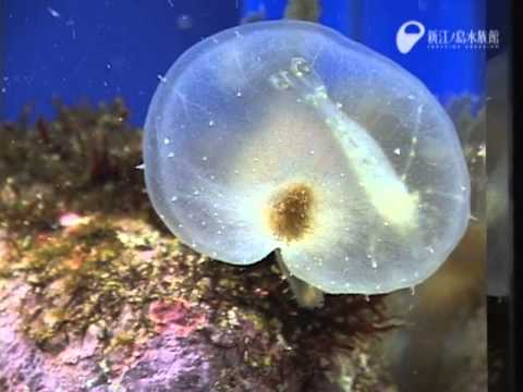 Youtube: ムカデメリベの大きな口というか - A big mouth of Melibe viridis. So I do it,