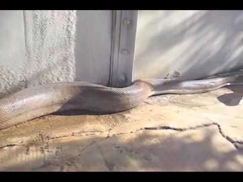 Youtube: (Slow Motion) Giant Anaconda Snake Attacks Cameraman
