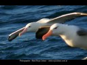 Youtube: GIANT ALBATROSS OF THE SOUTHERN OCEANS