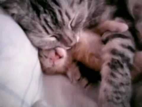 Youtube: Cat mom hugs baby kitten