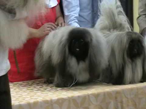 Youtube: pekinese bob world club dog show