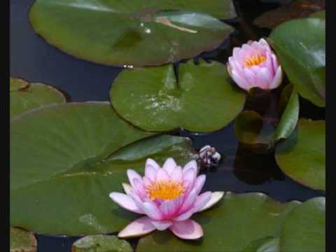 Youtube: A Water Lily ~ jia peng fang