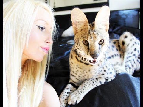 Youtube: Smart Serval Kitten 1 Year Old