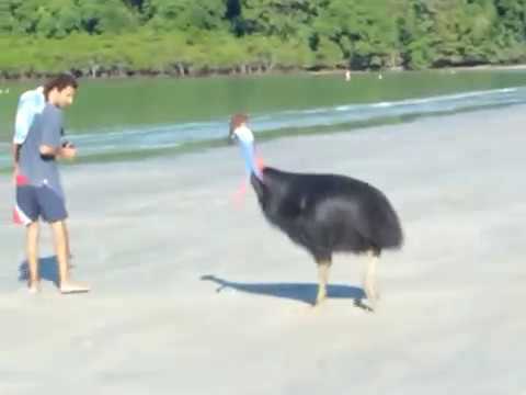 Youtube: Cassowary at Cape Tribulation - Daintree, PART 1