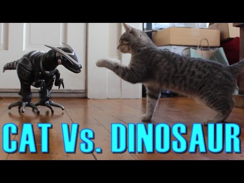 Youtube: Cat Vs. Dinosaur - Cat Spooked, Then Befriends a Robot Dinosaur - Maya The Cat