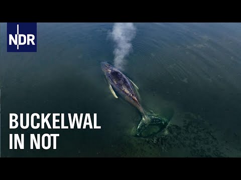 Youtube: Gestrandet: Ein Wal in der Ostsee | Die Nordreportage | NDR Doku