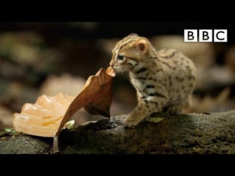 Youtube: World's smallest cat 🐈- BBC