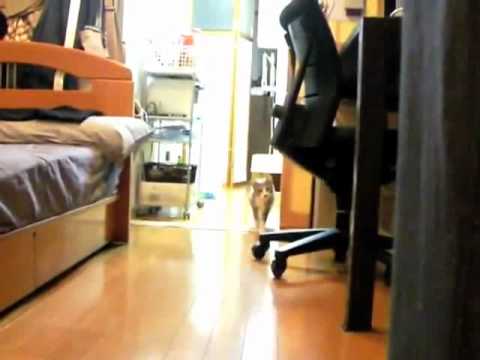 Youtube: Ninja Cat Inception