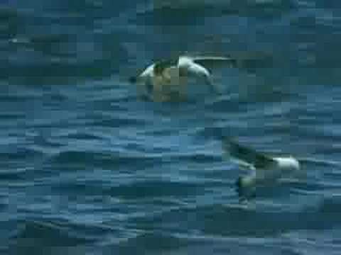 Youtube: Orca  attack on Great White
