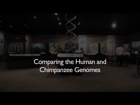 Youtube: Richard Dawkins: Comparing the Human and Chimpanzee Genomes - Nebraska Vignettes #3