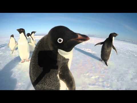 Youtube: The Curiousity of a Penguin
