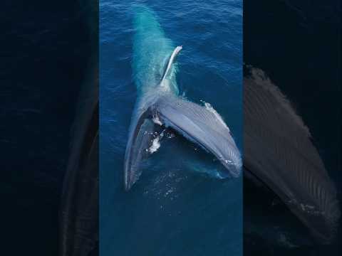 Youtube: Giant Blue Whale swallows millions of krill! #whale #ocean #nature