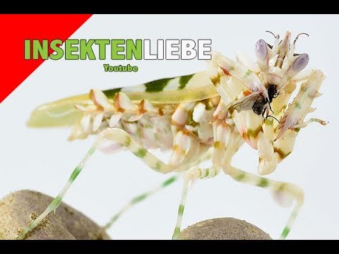 Youtube: ❌Mantiden füttern | Thema Fliegen, Mantis feeding- Flying gnats