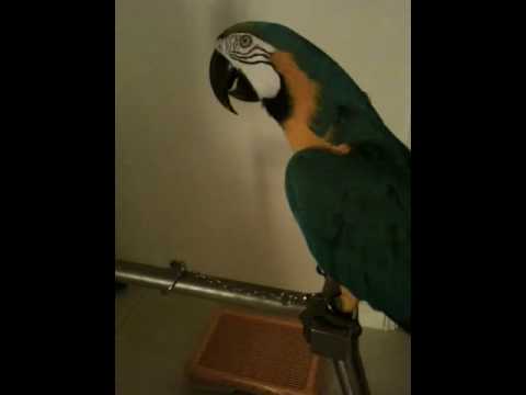 Youtube: Macaw / Parrot cursing (Angry Bird saying WTF)