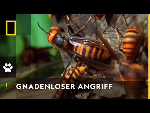Youtube: Riesenhornissen: Gnadenlose Killer | National Geographic