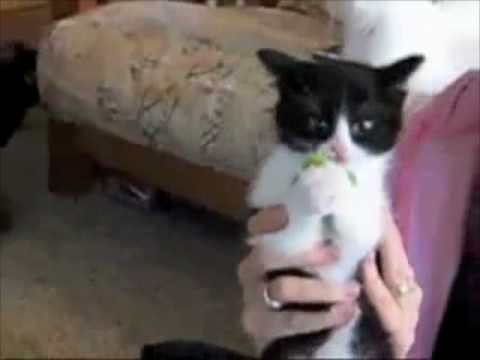 Youtube: Broccoli Kitten LOVES Broccoli!