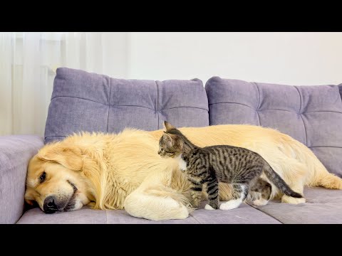 Youtube: Tiny Kitten Challenges Giant Golden Retriever – Adorable Reaction