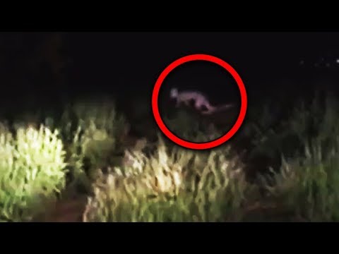 Youtube: 11 Scary Creatures Accidentally Caught on Camera