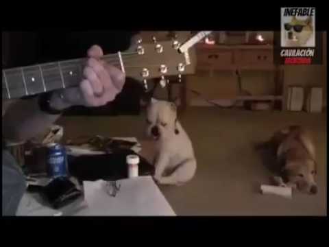 Youtube: Nirvana Dog