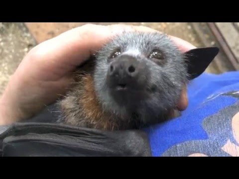 Youtube: Juvenile bat squeaks while being petted:  this is Jeddah
