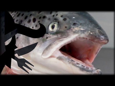 Youtube: Squabby Salmon