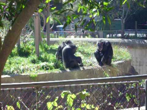 Youtube: chimp kills squirrel...