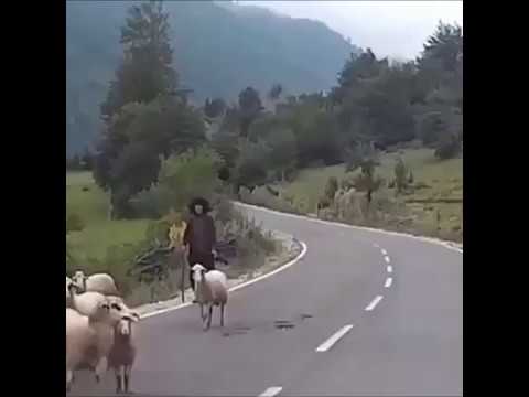 Youtube: Sheep attacks shepherd [with sound effects]