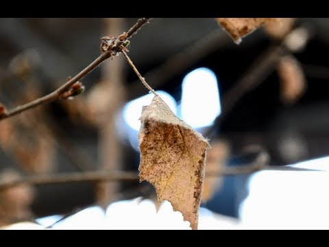 Youtube: LOST PLACES: Die alte Werkshalle/Autowerkstatt | Deutschland (Urban Exploration HD)
