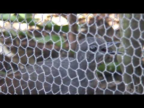 Youtube: Superb Lyrebird imitating construction work - Adelaide Zoo