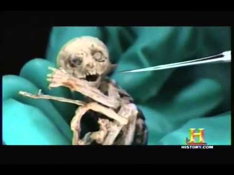 Youtube: Metepec Creature DNA Results (Original)